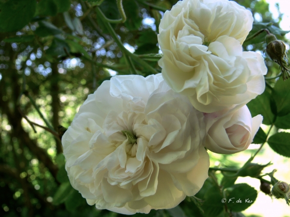 Bois des Moutiers (102) Juin 2012